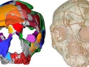 Studi Terbaru Ungkap Homo Sapiens Kemungkinan Besar Asalnya dari Banyak Populasi Studi Terbaru Ungkap Homo Sapiens Kemungkinan Besar Asalnya dari Banyak Populasi