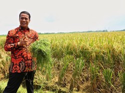 Plus Minus Pertanian RI 5 Tahun Jokowi Jadi Presiden