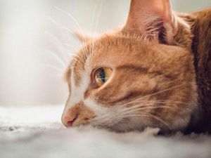 Saat Artis Juga Shock dengan Tragedi Kucing Hidup Dimakan Abah Grandong Saat Artis Juga Shock dengan Tragedi Kucing Hidup Dimakan Abah Grandong