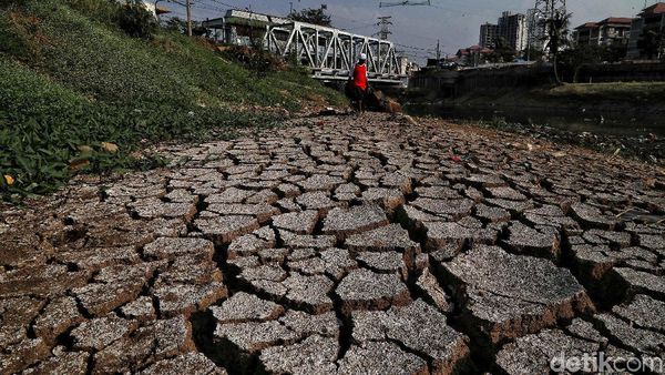 Potret Sungai Ciliwung Mulai Mengering Akibat Kemarau
