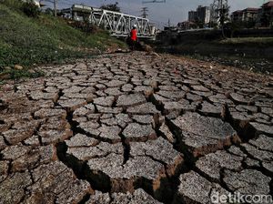 Potret Sungai Ciliwung Mulai Mengering Akibat Kemarau Potret Sungai Ciliwung Mulai Mengering Akibat Kemarau