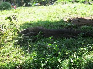 Bertemu Jerapah Hingga Komodo di Jakarta