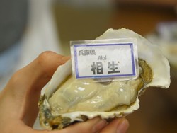 Di Tempat Ini Bisa Makan Tiram Jepang Paling Segar Sepuasnya