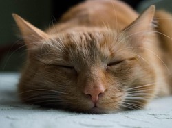 Abah Grandong yang Makan Kucing Hidup di Kemayoran Adalah Penjaga Lahan