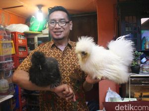 ASN di Sidoarjo Raup Untung Belasan Juta Ternak Ayam Hias ASN di Sidoarjo Raup Untung Belasan Juta Ternak Ayam Hias
