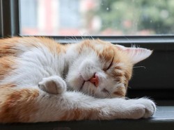 Abah Grandong Makan Kucing Hidup-hidup buat Unjuk Gigi ke Pedagang