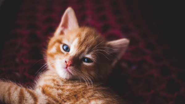Gambar Kucing Oren Selfie - 81021+ Nama Untuk Kucing Comel, Lucu dan Unik