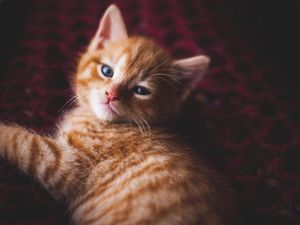 Ilmuwan Amerika Sebut Kucing Bisa Deteksi Dini Gempa