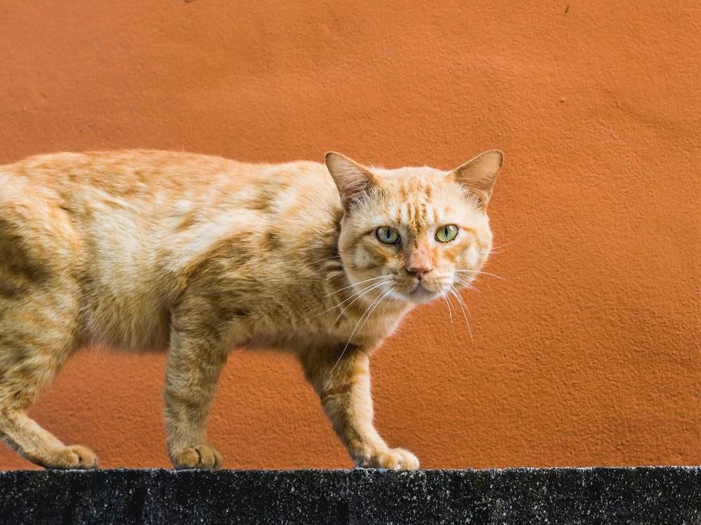 Saat Petugas Damkar Berjuang Mengevakuasi Kucing Terjebak Got di Jaksel