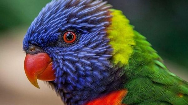 Kumpulan Foto Buat yang Suka Pelangi