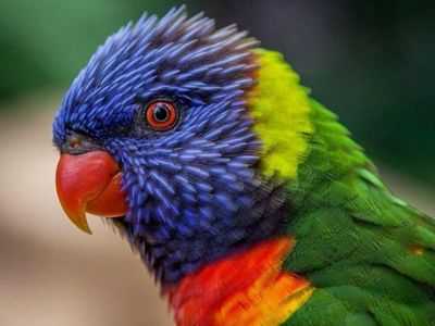 Kumpulan Foto Buat yang Suka Pelangi