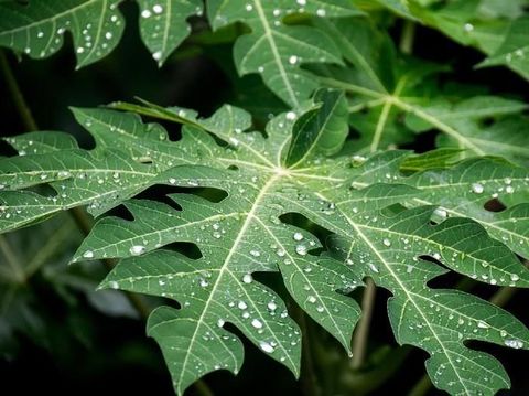 Benarkah Konsumsi Daun Pepaya Bisa Lancarkan ASI?
