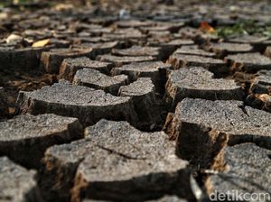 9 Kabupaten di NTT Alami Kekeringan Ekstrem 9 Kabupaten di NTT Alami Kekeringan Ekstrem