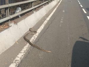 Ular Piton 2,5 Meter Berkeliaran di Exit Tol Slipi Jakbar, Kok Bisa?