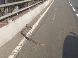Ular Piton 2,5 Meter Berkeliaran di Exit Tol Slipi Jakbar, Kok Bisa?
