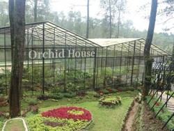 Pecinta Anggrek Wajib Datang ke Sini: Orchid Forest Lembang