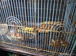 Polda Jatim Lepasliarkan Komodo Hasil Ungkap Perdagangan Satwa Liar Ilegal