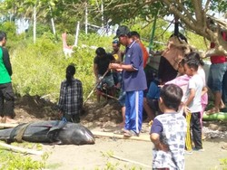 Sempat Dirawat Akibat Terluka, Lumba-lumba Terdampar di Sulbar Mati