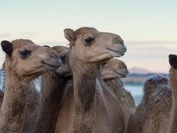 Disebut Lebih Bergizi dari Susu Sapi, Susu Unta Makin Dicari