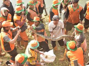 Petugas UPK Badan Air Temukan 2 Ekor Ular Sanca di Tepi Kali Angke