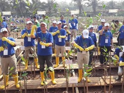 Cegah Abrasi, 10 Ribu Bibit Bakau Ditanam di Pantai Indah Kapuk
