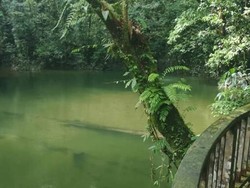 Turis Belanda Tewas Akibat Banjir Bandang di Gua Populer Malaysia