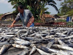 Ramai Kasus Ikan Asin, Yuk Intip Pembuatannya di Sukabumi