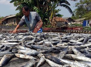 Sarapan Ikan Asin Bisa Menyebabkan Hipertiroid, Benar Nggak Sih? Sarapan Ikan Asin Bisa Menyebabkan Hipertiroid, Benar Nggak Sih?