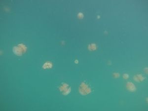 Raja Ampat Juga Punya Danau Ubur-ubur Tak Menyengat