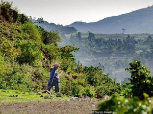 Mengenal Hutan Keramat di Ethiopia Utara