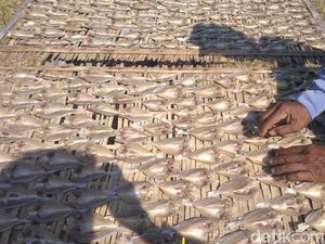 Ramai Soal Ikan Asin, Ini Proses Pembuatan Ikan Asin di Cirebon