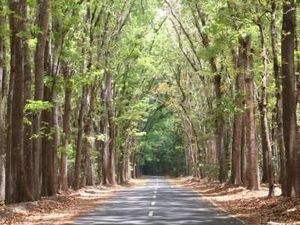 Alas Purwo: Hutan Tertua Jawa yang Magis nan Mistis Alas Purwo: Hutan Tertua Jawa yang Magis nan Mistis