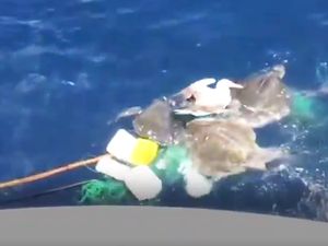 Mengharukan, Nelayan Selamatkan Penyu dan Burung yang Hampir Mati Mengharukan, Nelayan Selamatkan Penyu dan Burung yang Hampir Mati