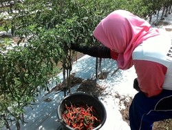 Cabai Segar Mahal, Emak-emak Terpaksa Konsumsi Cabai Kering
