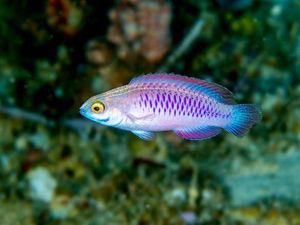 Apa Itu Ikan Wakanda? Ada Kaitannya dengan Avengers Lho