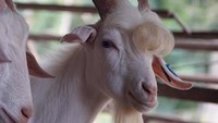 Hewan-hewan yang Dijuluki 'Paling Ganteng' di Dunia, Ada dari Boyolali