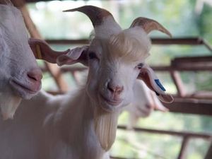 Kambing Tampan Jadi Viral, Disebut Netizen Mirip Artis K-pop