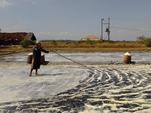 2.600 Ha Lahan di NTT Dikembangkan Jadi Tambak Garam 2.600 Ha Lahan di NTT Dikembangkan Jadi Tambak Garam