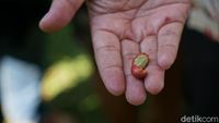 Foto: Berburu Biji Kopi Pilihan di Pinggiran Magelang
