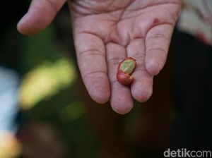 Foto: Berburu Biji Kopi Pilihan di Pinggiran Magelang