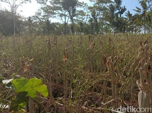 Dampak Kekeringan, Lahan Cabai 2.500 Hektare di Blitar Gagal Panen Dampak Kekeringan, Lahan Cabai 2.500 Hektare di Blitar Gagal Panen