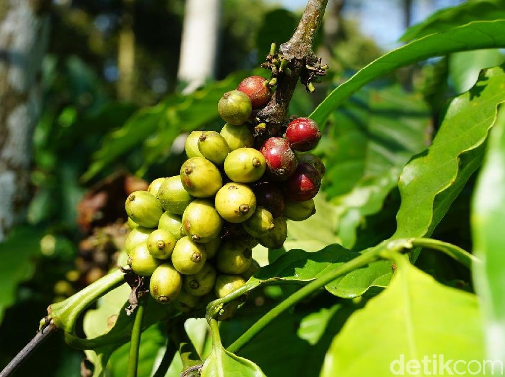 Cerita Kopi dari Kaki Gunung Manglayang Tembus Ekspor Cerita Kopi dari Kaki Gunung Manglayang Tembus Ekspor