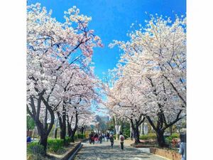 Pagi-pagi Menikmati Taman Indah di Seoul Pagi-pagi Menikmati Taman Indah di Seoul