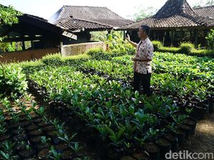 Tur ke Kebun Kopi Magelang Ini Suguhannya Bukan Minum Tapi Makan Biji