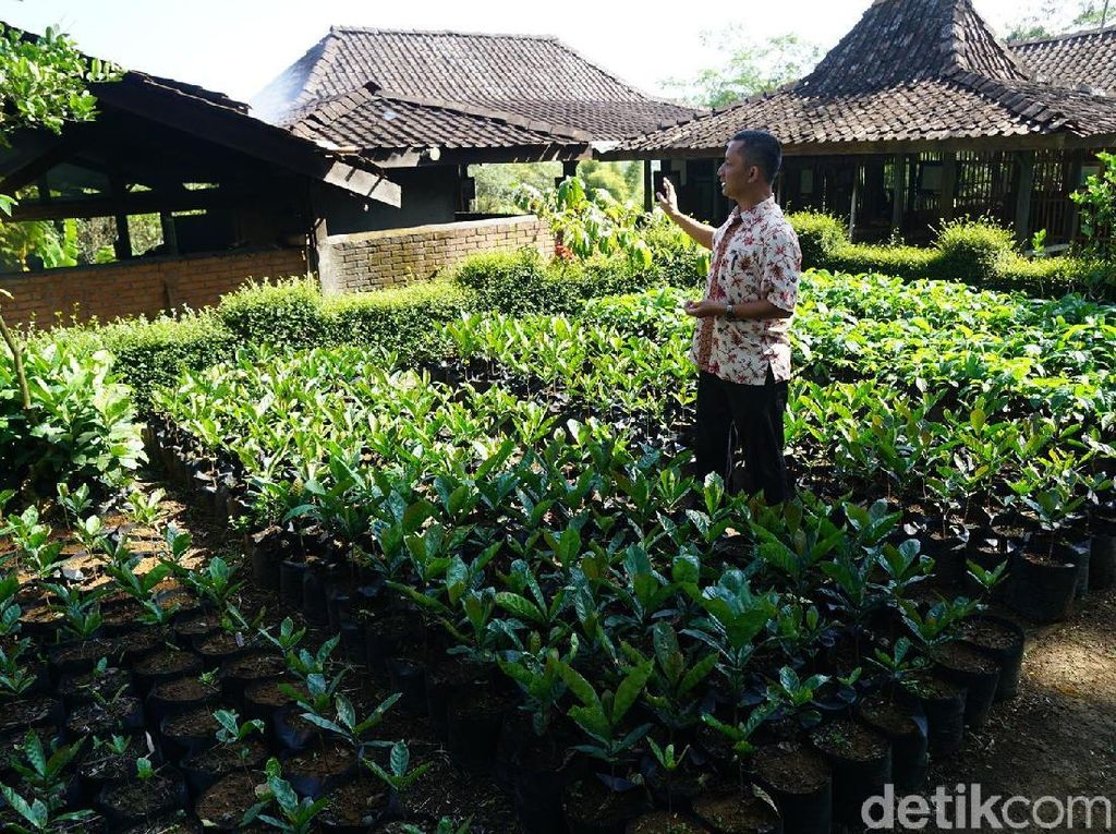 Tur ke Kebun Kopi Magelang Ini Suguhannya Bukan Minum Tapi Makan Biji Tur ke Kebun Kopi Magelang Ini Suguhannya Bukan Minum Tapi Makan Biji