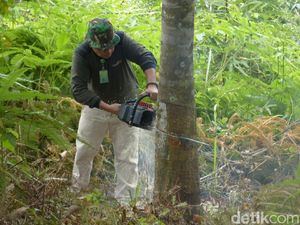 3.000 Pohon Karet Ilegal di Lahan TN Gunung Leuser Ditebang