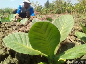 Kemarau, Petani Grobogan Pilih Tanam Tembakau daripada Jagung