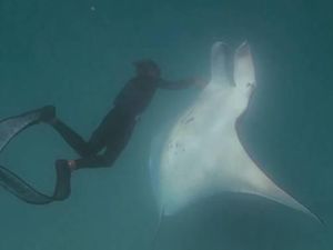 Mata Tertancap Kail, Ikan Pari Manta Terekam Kamera Minta Bantuan Penyelam Mata Tertancap Kail, Ikan Pari Manta Terekam Kamera Minta Bantuan Penyelam