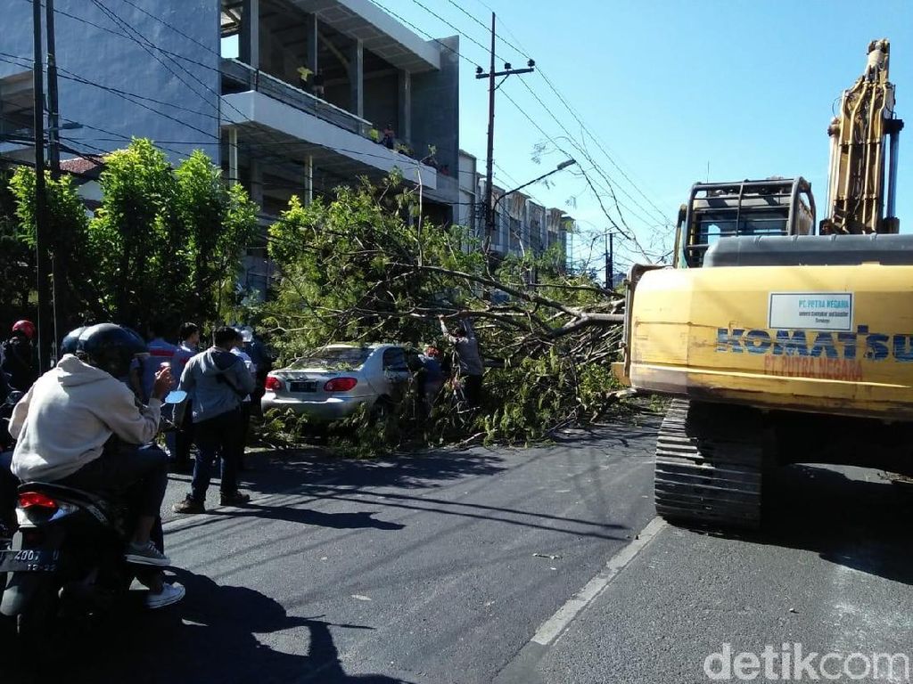 Pohon Tumbang Timpa 4 Pengendara di Jalan Prapen, 1 Orang Luka Pohon Tumbang Timpa 4 Pengendara di Jalan Prapen, 1 Orang Luka