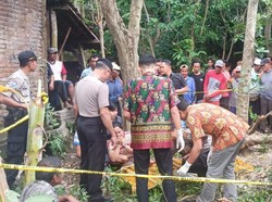 Tukang Potong Kayu di Tulungagung Tewas Terjatuh dari Pohon